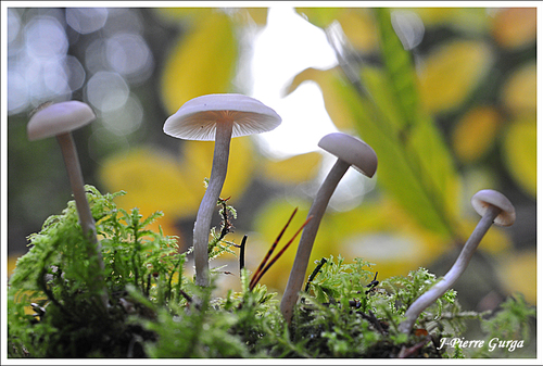 Voici la dernière série de champignons photographiés par Jean-Pierre Gurga...