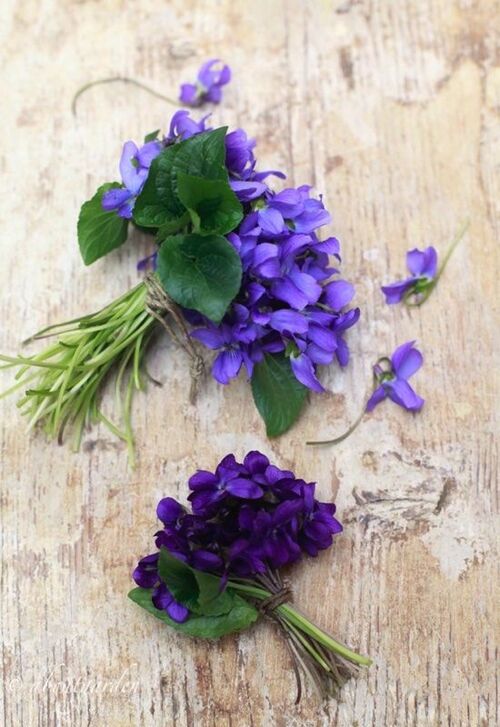 Jolies violettes