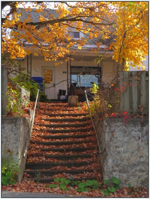 Tapis de feuilles sur escalier.....