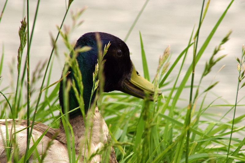 cache cache canard