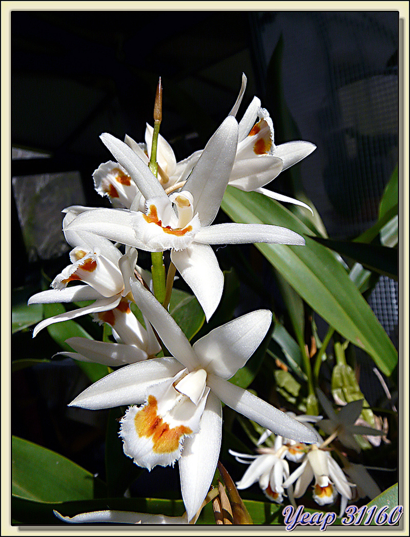 Orchidée népalaise - Lartigau - Milhas - 31  (Flore) 