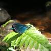 Une très belle libellule bleue