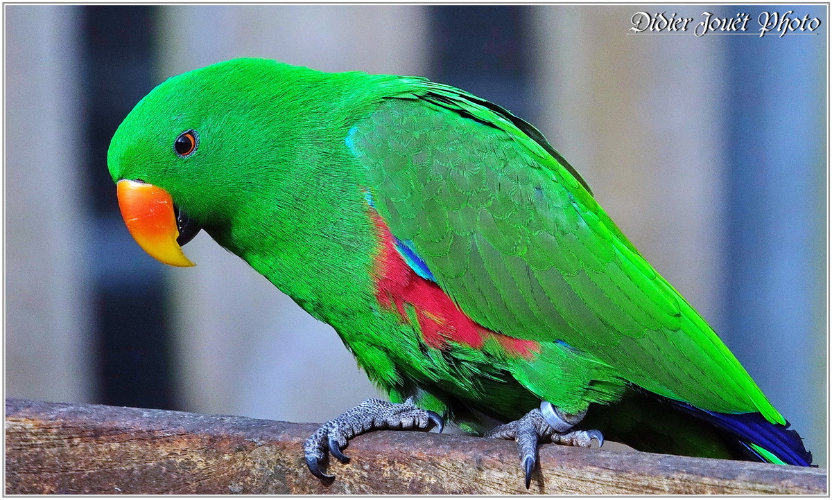 Grand Éclectus (1) - Eclectus roratus