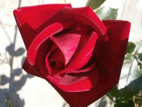 bouton bien turbiné d'une rose rouge Ena Harkness, pétales veloutés, une feuille vert foncé brillante