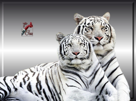 AN0015 - Tube tigres blancs