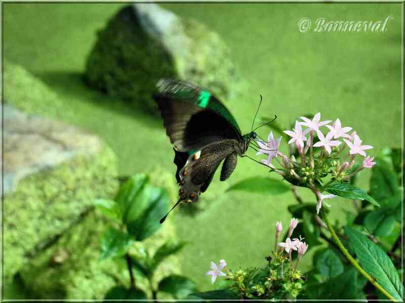 Papillons tropicaux Papilio palinurus