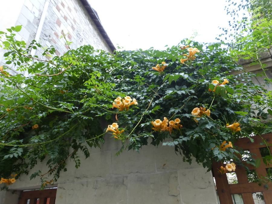 Une balade dans le vieux Tours en fin d'été!