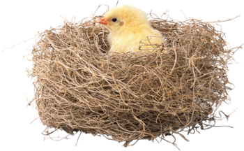 Pâques nids