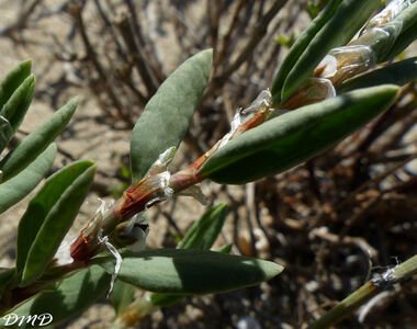 Polygonum maritimum  -  renouée maritime