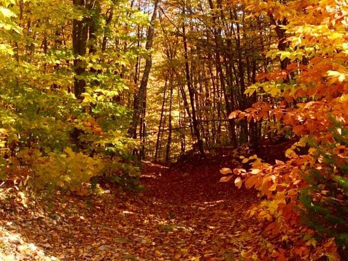 La forêt aux couleurs d'automne au Québec et au Canada par Pauline Leblanc.