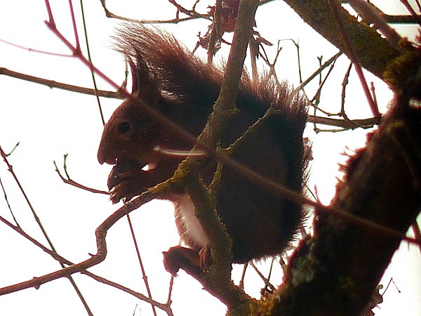 Ecureuil dans arbre 1