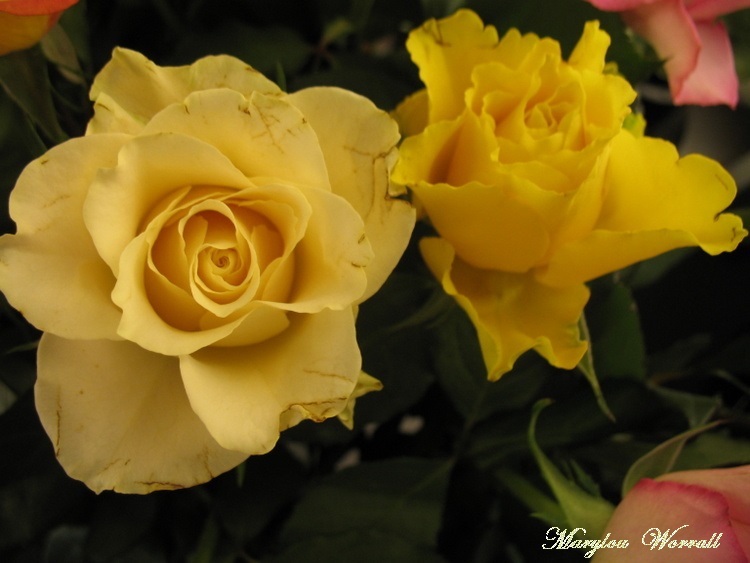 Une fleur nommée ROSE