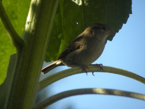 Petit moineau