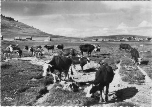 Des vaches en cartes postales