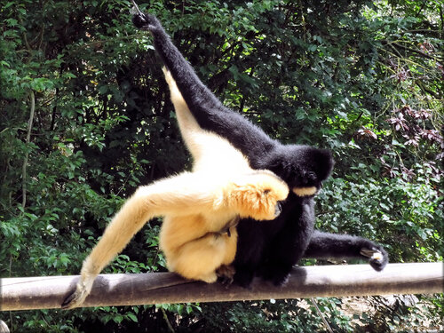 Photo de Gibbon à favoris roux (Zoo de la Palmyre)