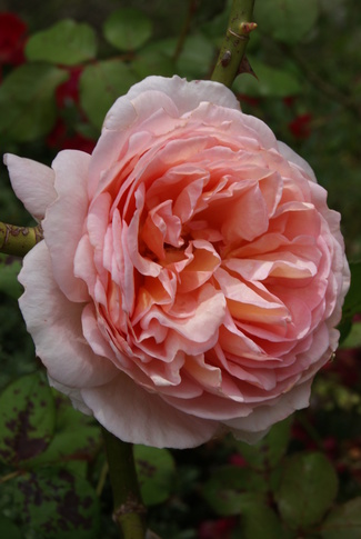 rose Abraham Darby de David Austin