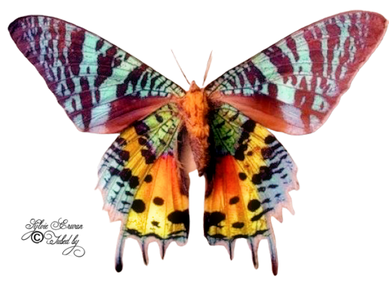 Papillons création 9
