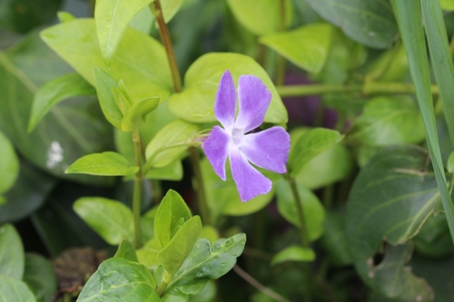 Autres couleurs au jardin