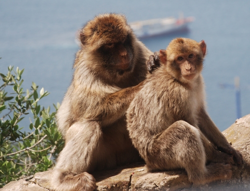 Des macaques berbères à GIBRALTAR