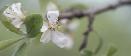 fleurs, flowers, blumen 