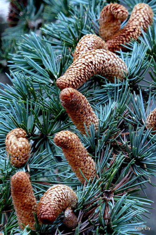 Un arbre résineux !