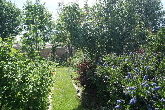 Le potager est paillé pour l'été.