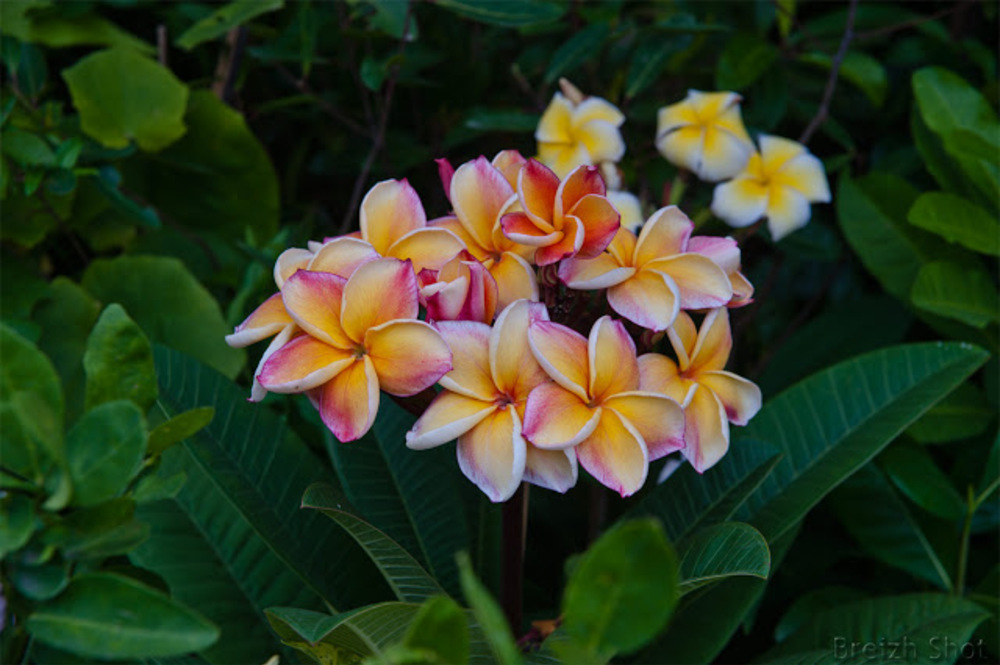  Marché aux Fleurs de Bangkok : Frangipanier