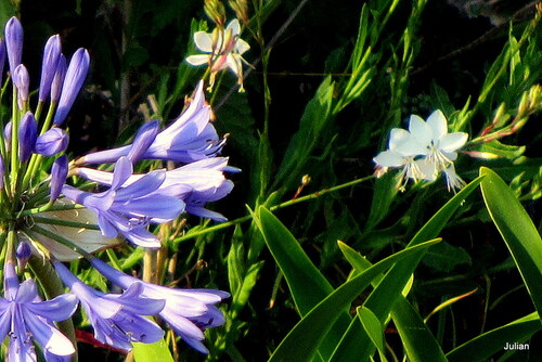 L'agapanthe en fleur !