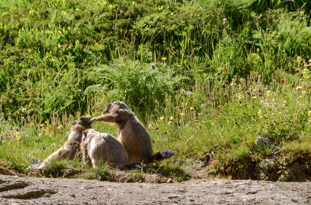 La tribu des marmottes.