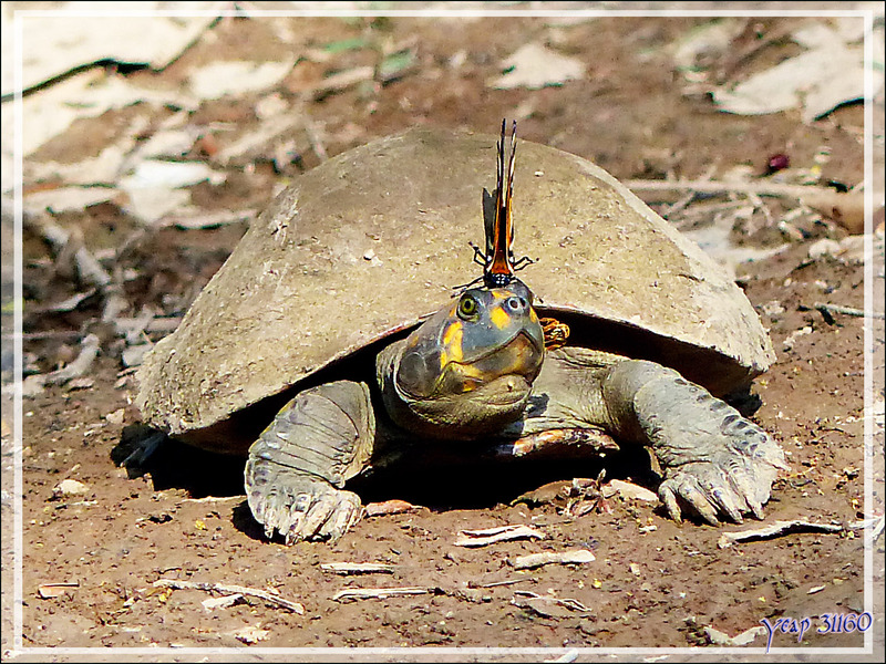 La tortue de l'Amazone à taches jaunes reçoit de la visite - Inkaterra Hacienda Concepcion - Puerto Maldonado - Pérou