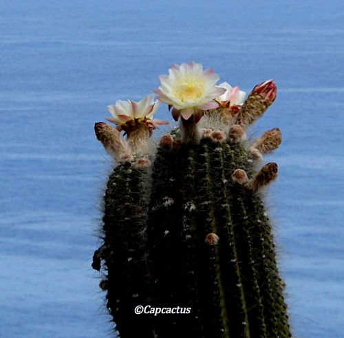 Echinopsis atacamensis