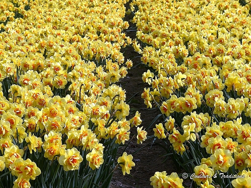 Tout jaune 