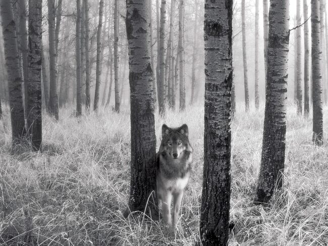 10 images de Loups