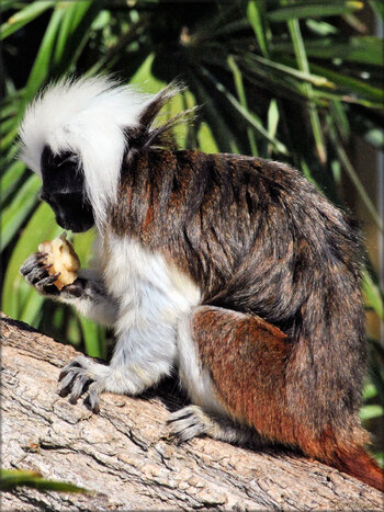 Photo de tamarin pinche (Zoo du bassin d'Arcachon)