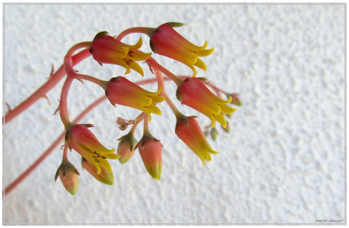 TIENT  V'LA  LE  PRINTEMPS  