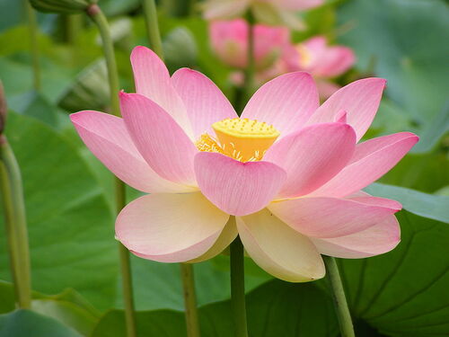 Fleurs cultivées : Lotus sacré