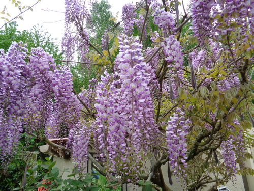 un tour au jardin