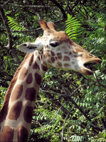 Photos de girafe du zoo de Pessac en Gironde