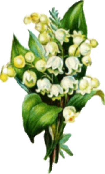 Muguet / 6