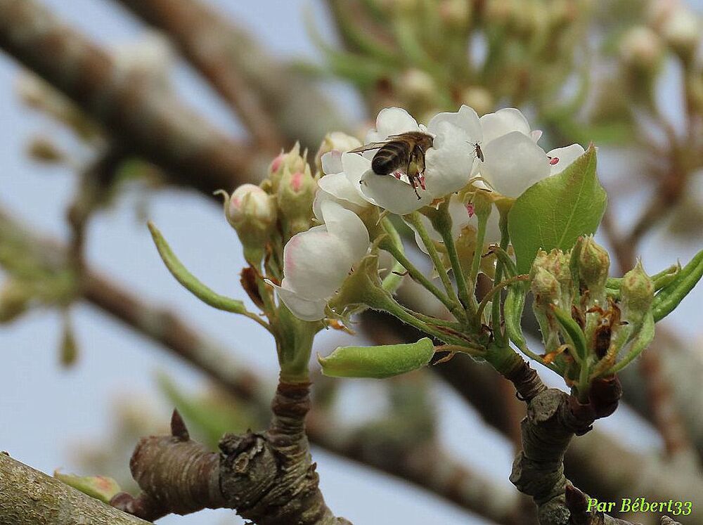 nos fleurs du jardin