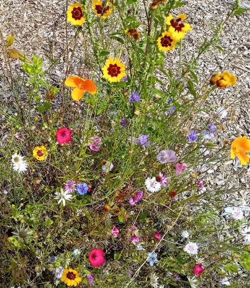  les jardins pour butineuses 