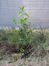 Plantation d'une haie