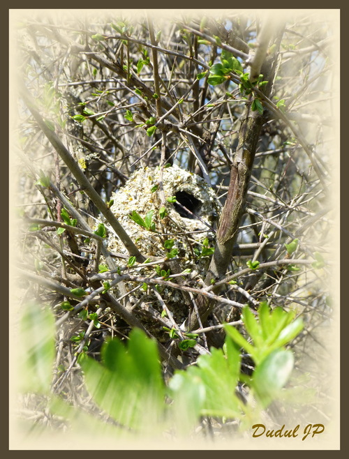 Le nid de la mésange à longue queue