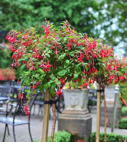 Fleurs cultivées : Fuchsias