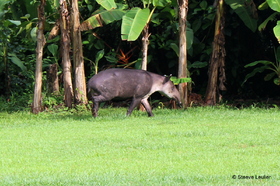 Costa Rica, les mammifères