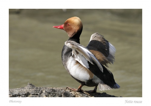 Nette Rousse