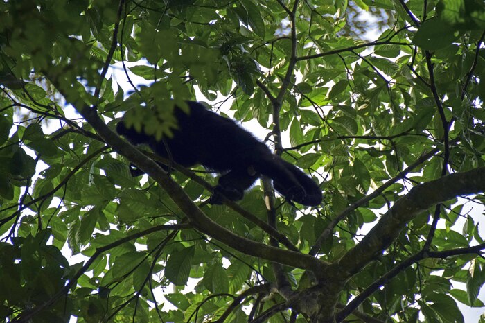 Chiapas - Palenque - Singe hurleur aperçu dans les branches
