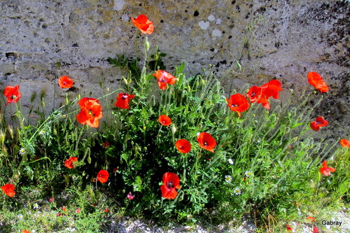 Les coquelicots du mois de mai !