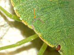 larve de Palomena prasina, la punaise verte