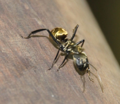Les fourmis du Costa Rica